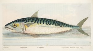 The Mackerel, from A Treatise on Fish and Fish-ponds, pub.1832 by Eleazar Albin