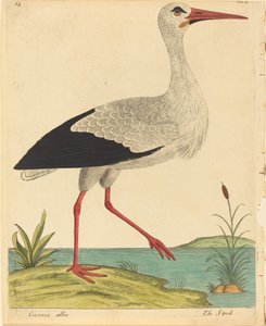 The Stork, published 1731-1738 by Eleazar Albin