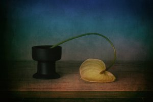 Elegant Anthurium Still Life