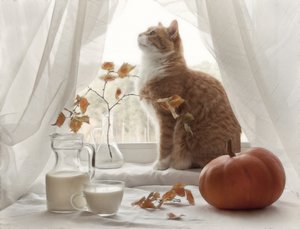 Cozy Autumn Window Cat