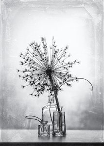 Monochrome Botanical Study by Eleonora Grigorjeva