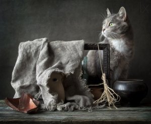 Vintage Still Life Cat