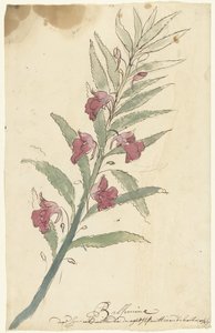 Balsam