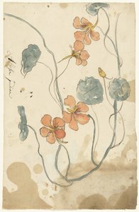 Nasturtium