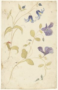 Studies of Purple and Blue Flowers by Elias van Nijmegen