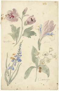Studies of Flowers Including an Iris by Elias van Nijmegen