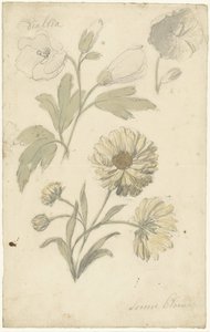 Studies of Sunflowers and Dialtia