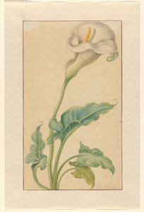 White Calla Lily by Elias van den Broeck (signed by artist)