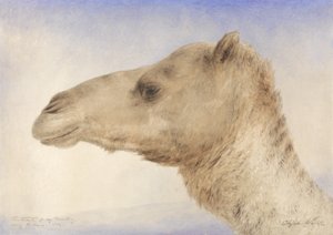 Portrait of the Artists Dromedary, 1862