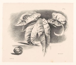 Leaves and Walnut by Elise Therèse Daiwaille
