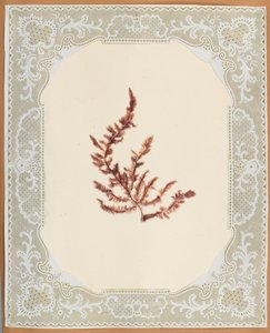 Seaweeds