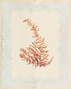Seaweeds
