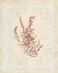 Seaweeds