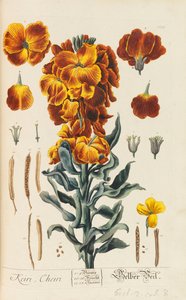Herbarium Blackwellianum Emendatum et Auctum by Elizabeth Blachrie Blackwell