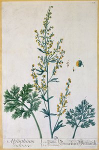 Absinthe, plate from 