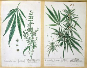 Cannabis Mas and Cannabis Foemina, from 