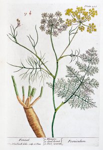 Fennel, 1782 by Elizabeth Blackwell