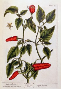 Guinea Pepper, plate 129 from 