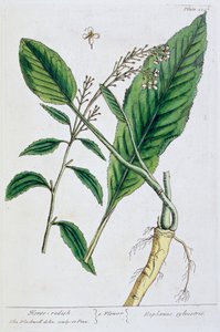 Horseradish