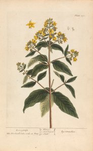Lysimachia (Loosestrife), Plate 278 from 