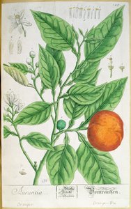 Orange branch with fruit, from 