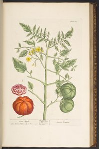Plate 133, from 