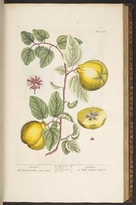 Plate 137, from 