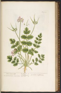 Plate 150, from 