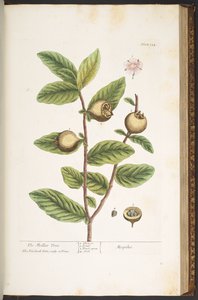 Plate 154, from 