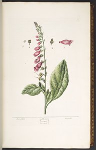 Plate 16, Fox Glove, from 