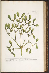 Plate 184, Mistletoe, from 