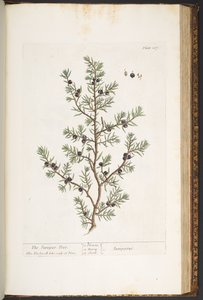 Plate 187, The Juniper Tree, from 