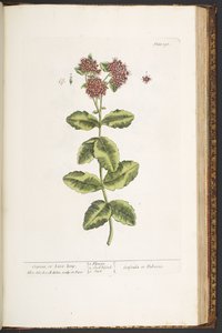 Plate 191, Orpine, or Live-Long, from 