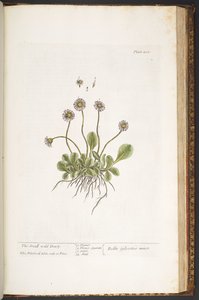 Plate 200, The Small Wild Daisy, from 