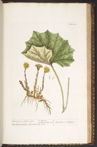Plate 204, from 