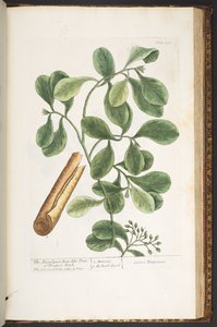 Plate 206, from 