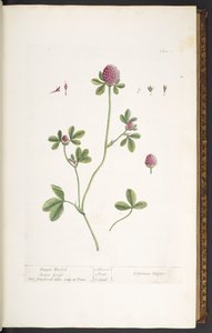 Plate 20, Purple Trefoil Clover Grass, from 