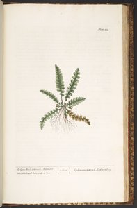 Plate 216, from 