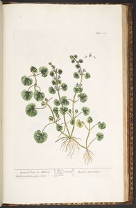 Plate 225, from 