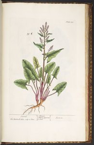 Plate 230, from 
