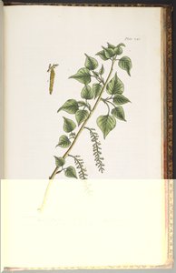 Plate 248, from 