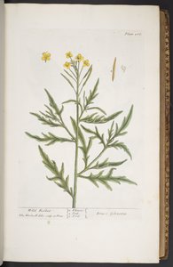 Plate 266, from 