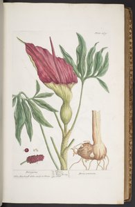 Plate 269, Dragons, or Dracontium, from 