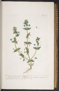 Plate 274, from 
