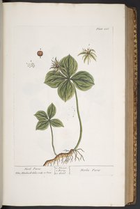 Plate 286, from 