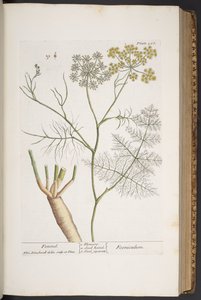 Plate 288, from 