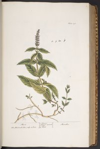 Plate 290, from 