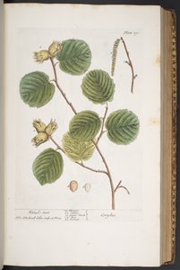 Plate 293, from 