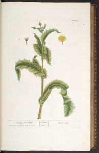 Plate 30, Prickly Son Thistle, from 