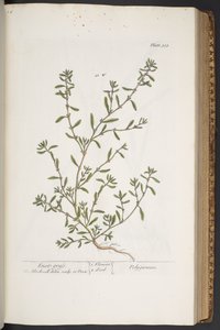 Plate 315, from 